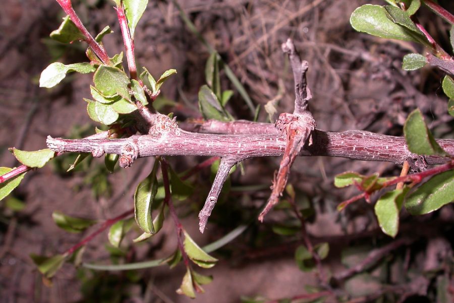 Rosaceae Prunus mongolica
