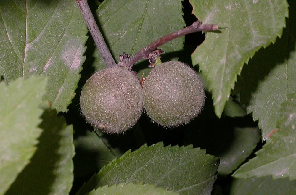 Rosaceae Prunus triloba