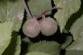 image of Prunus triloba