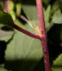 image of Prunus triloba