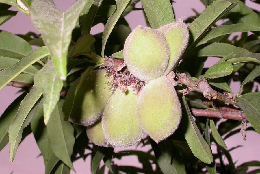Rosaceae Prunus persica
