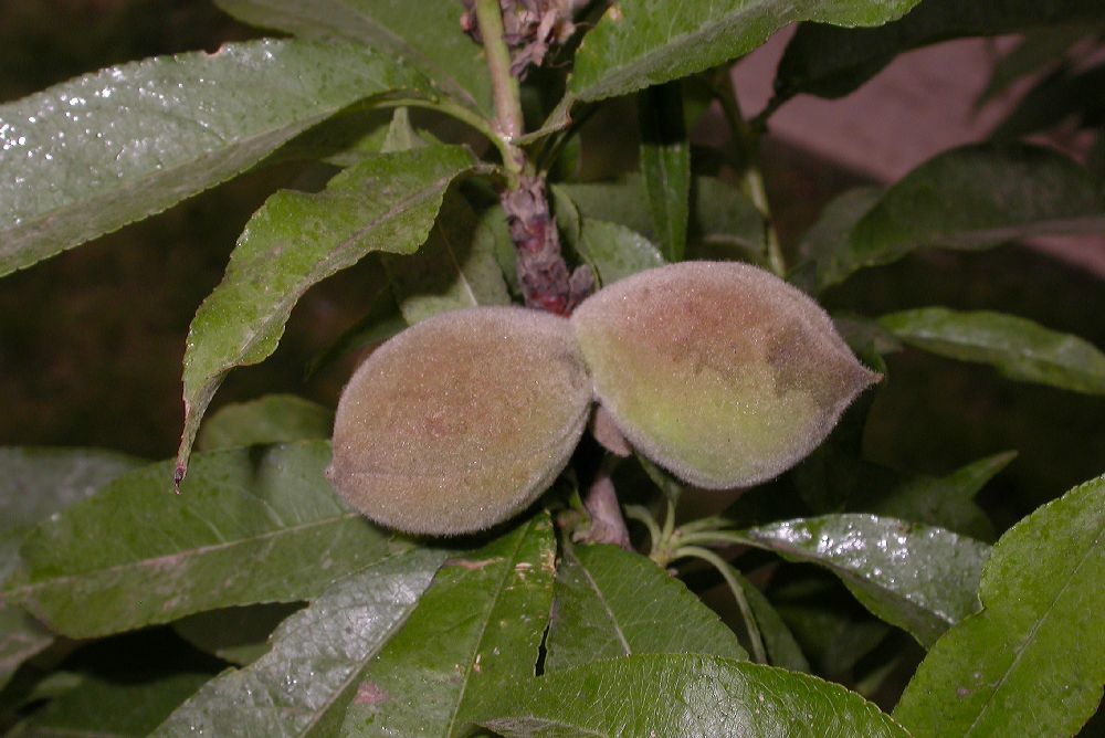 Rosaceae Prunus persica