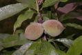 image of Prunus persica