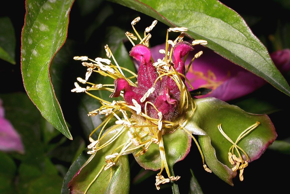 Paeoniaceae Paeonia lactiflora