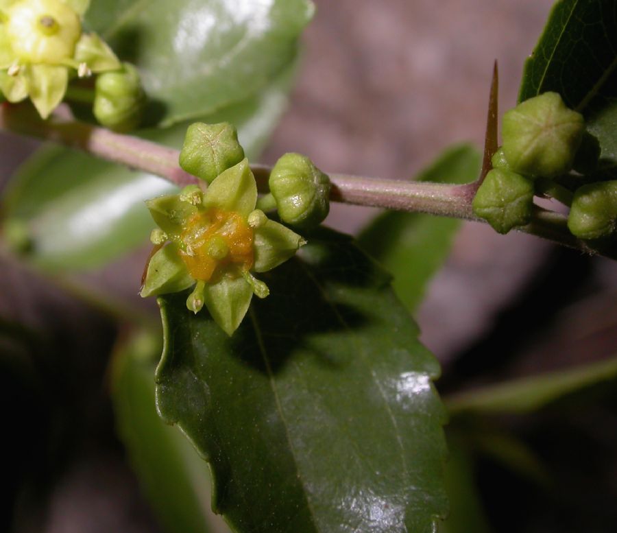 Rhamnaceae Ziziphus jujuba