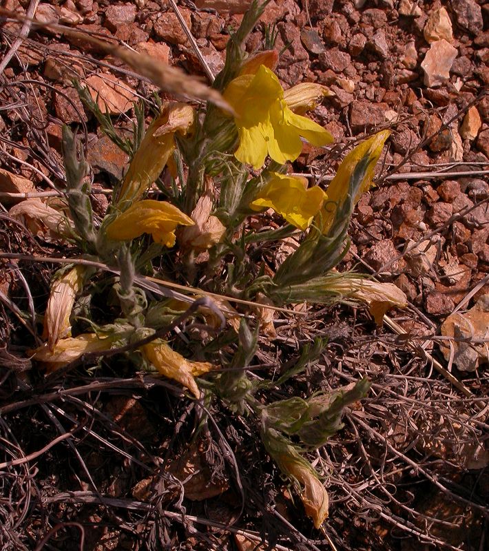 Orobanchaceae Cymbaria daurica