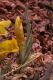 image of Cymbaria daurica