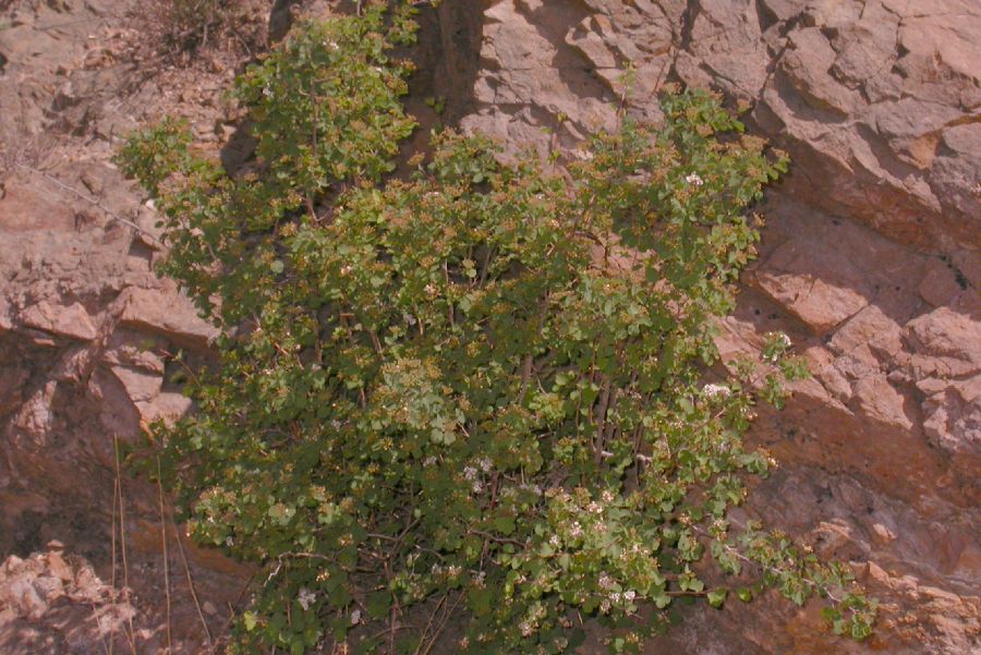 Hydrangeaceae Hydrangea bretschneiderii