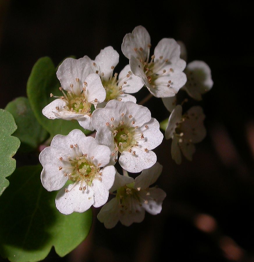 Hydrangeaceae Hydrangea bretschneiderii