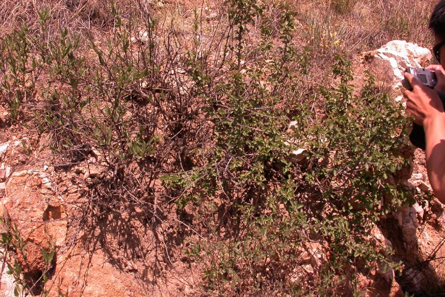 Rosaceae Prunus pedunculata