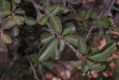 image of Prunus pedunculata