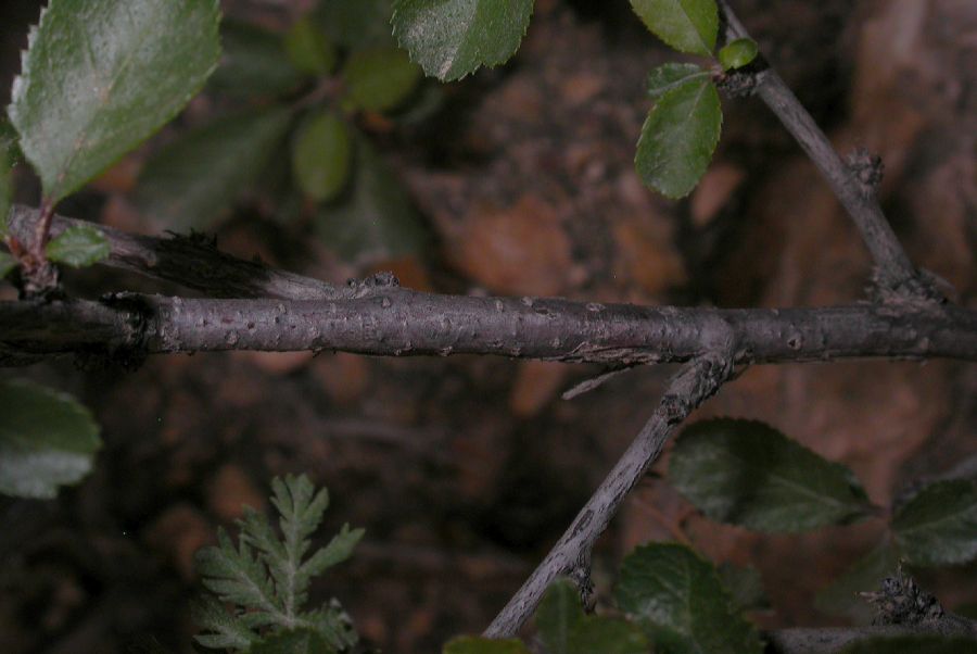 Rosaceae Prunus pedunculata