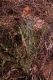image of Stemmacantha uniflora