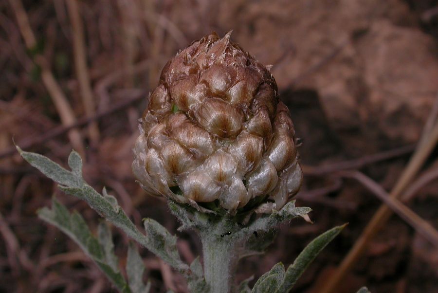 Asteraceae Stemmacantha uniflora