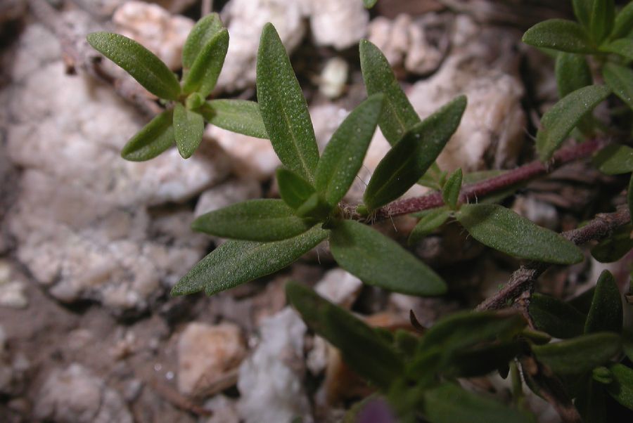 Lamiaceae Thymus serpyllum