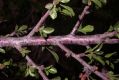 image of Prunus mongolica