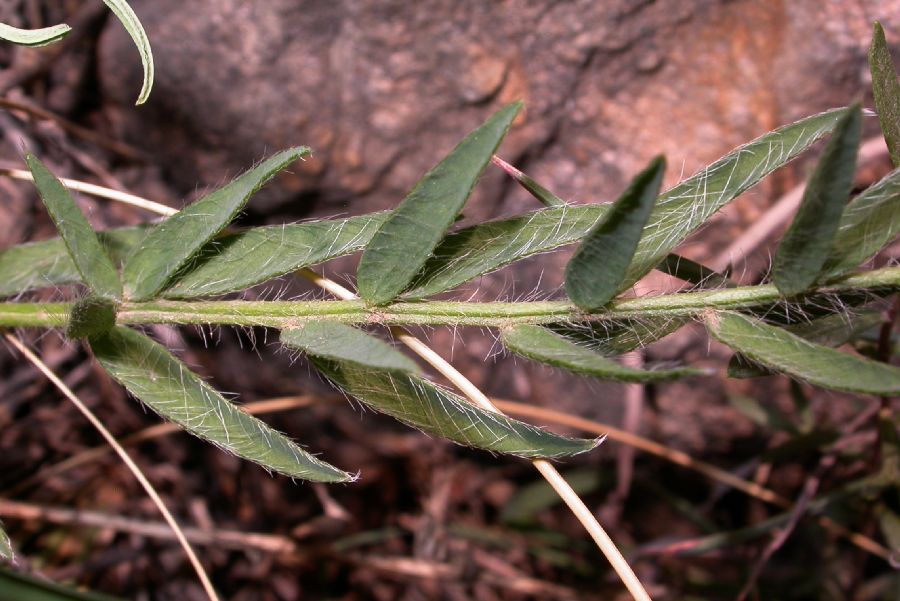 Fabaceae Oxytropis 