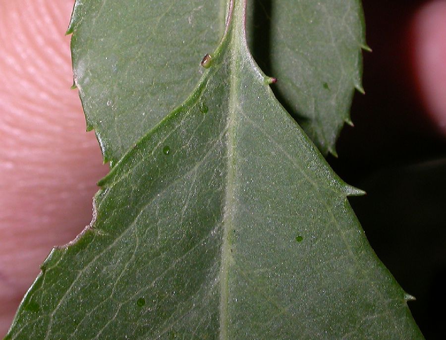 Rosaceae Prunus davidiana