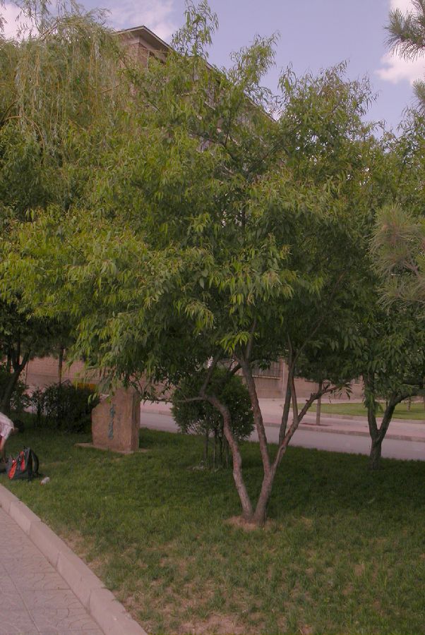 Rosaceae Prunus davidiana