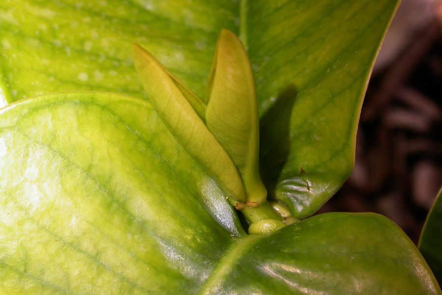 Clusiaceae Garcinia prainiana