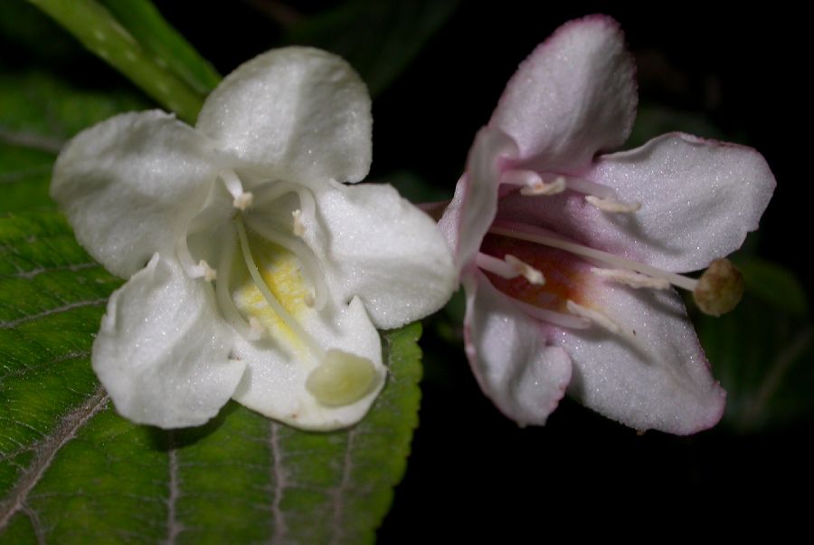 Diervillaceae Weigela coraeensis