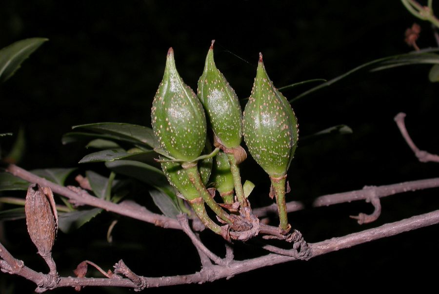Oleaceae Forsythia suspensa