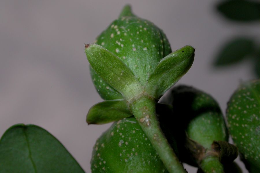 Oleaceae Forsythia suspensa