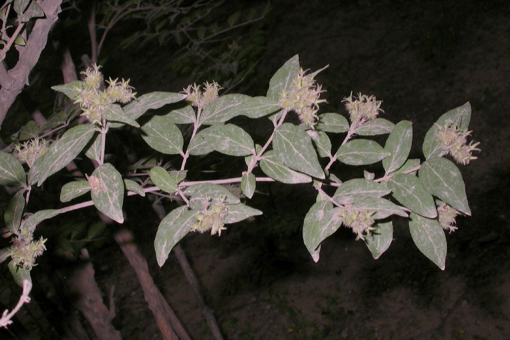 Linnaeaceae Kolkwitzia amabilis