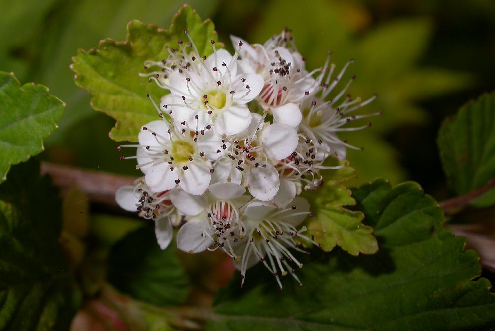 Rosaceae Physocarpus amurensis