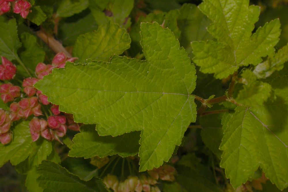 Rosaceae Physocarpus amurensis