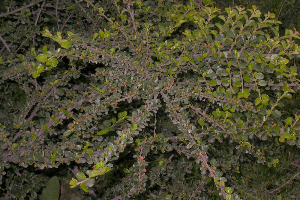 Rosaceae Cotoneaster horizontalis