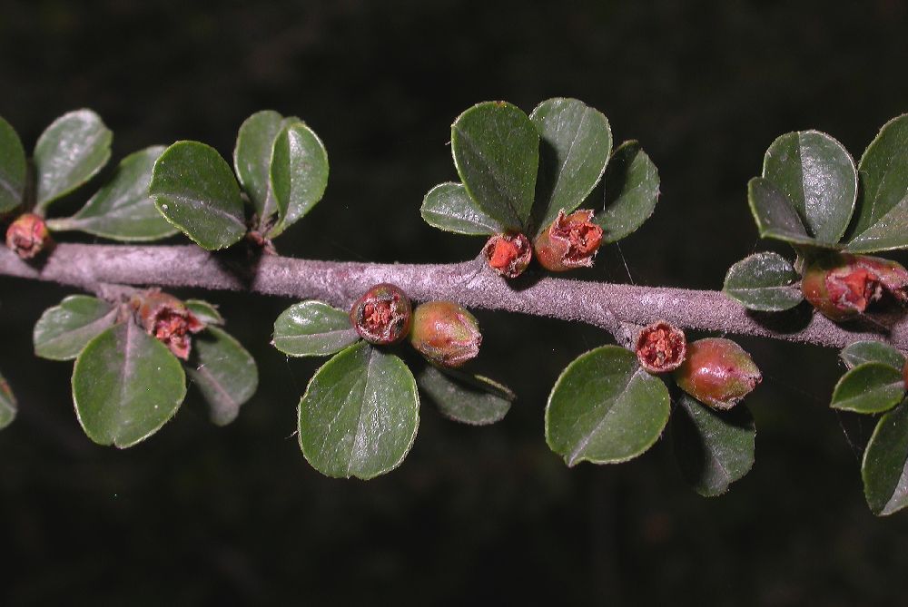 Rosaceae Cotoneaster horizontalis