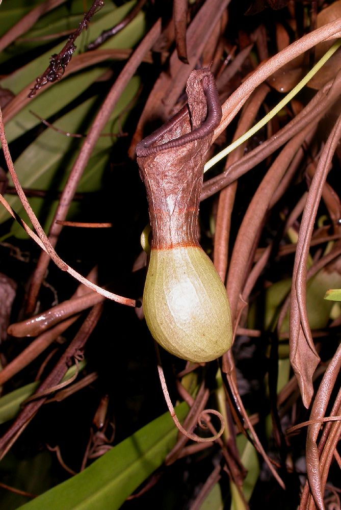 Nepenthaceae Nepenthes ventricosa