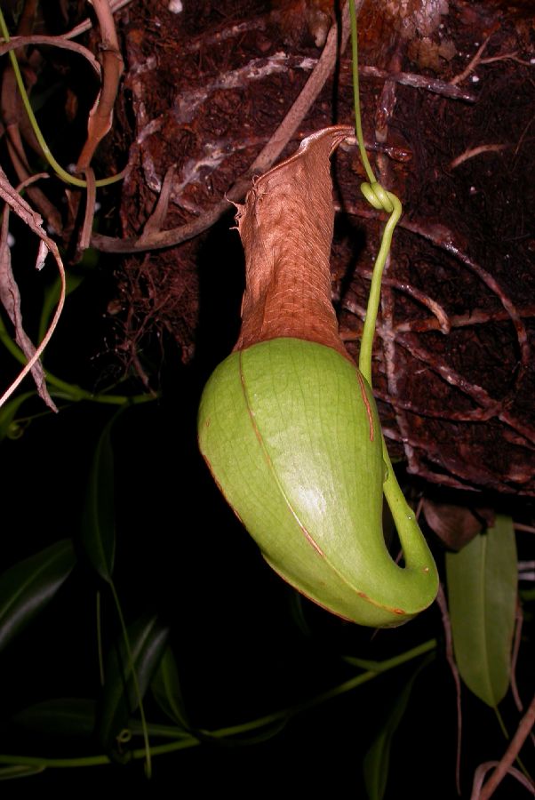Nepenthaceae Nepenthes ventricosa