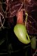 image of Nepenthes ventricosa