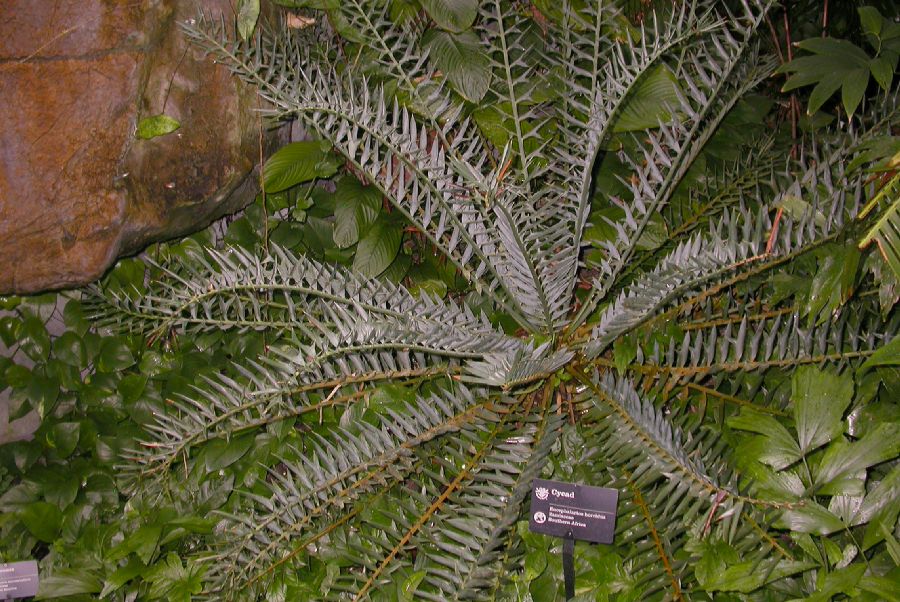 Zamiaceae Encephalartos horridus