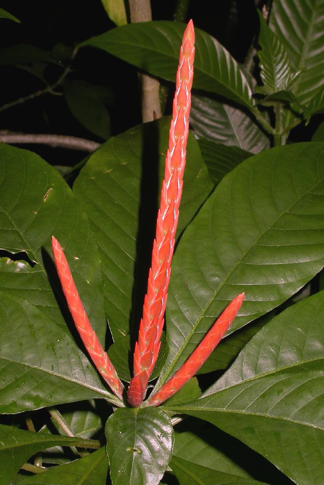 Acanthaceae Aphelandra leonardii