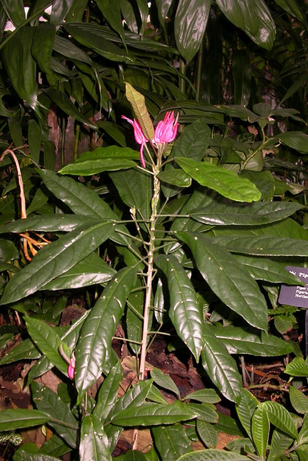 Malvaceae Pavonia multiflora