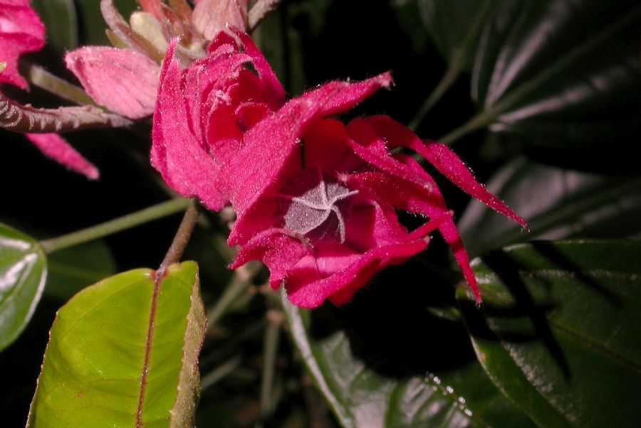 Malvaceae Pavonia multiflora