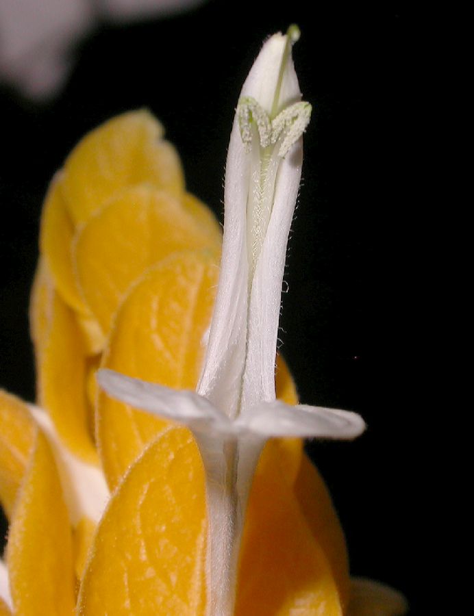 Acanthaceae Pachystachys lutea