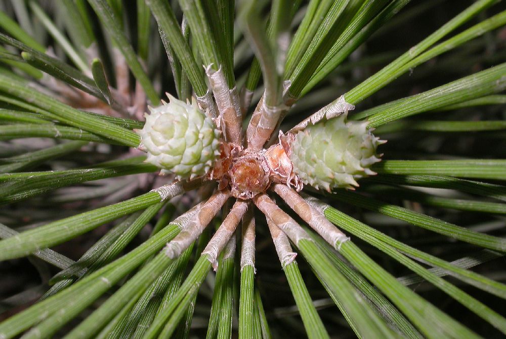 Pinaceae Pinus tabulaeformis