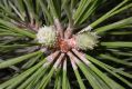 image of Pinus tabulaeformis