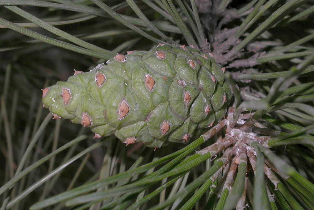 Pinaceae Pinus tabulaeformis