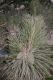 image of Pinus tabulaeformis