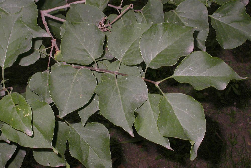 Oleaceae Syringa oblata