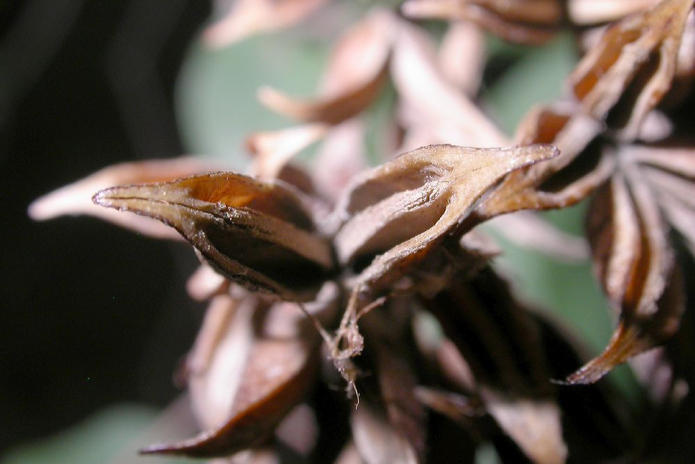 Oleaceae Syringa oblata