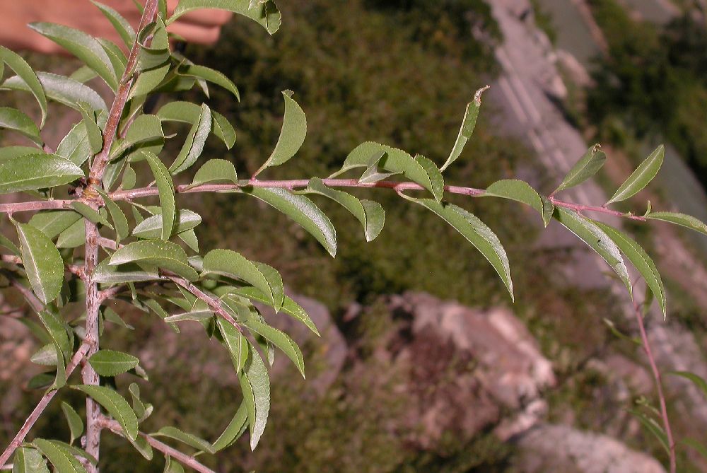 Rosaceae Prunus tangutica