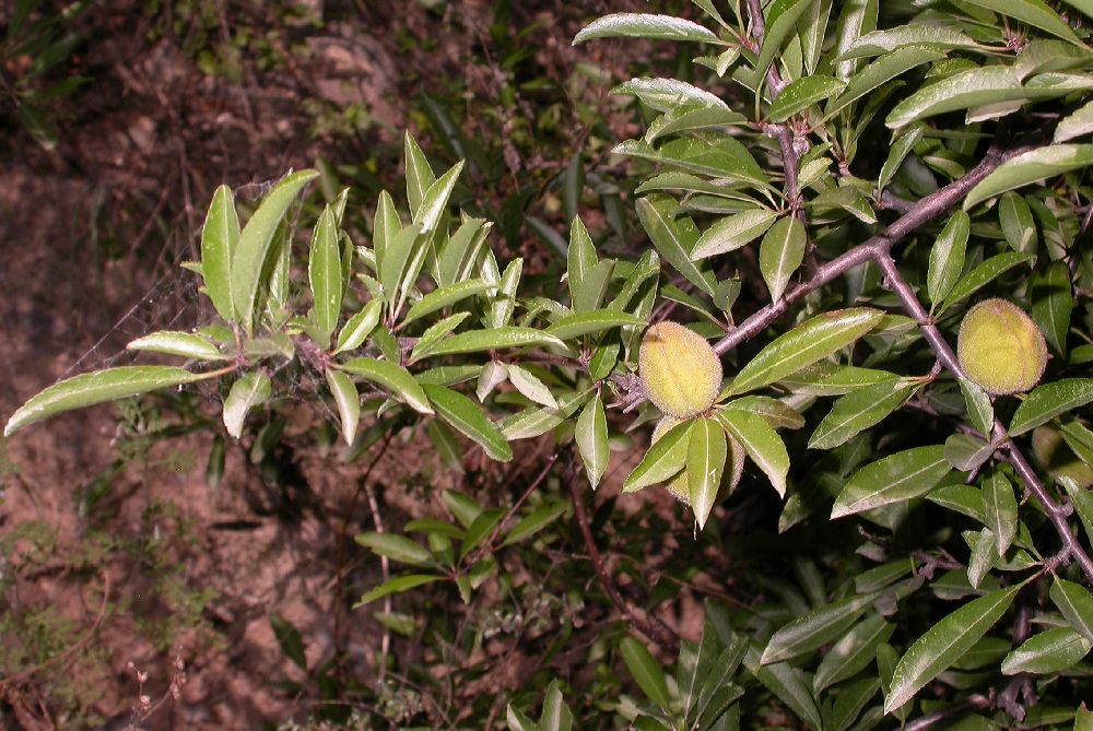 Rosaceae Prunus tangutica