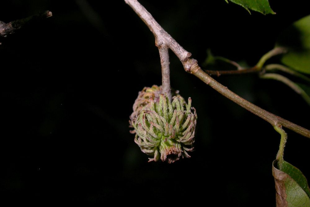 Fagaceae Quercus 