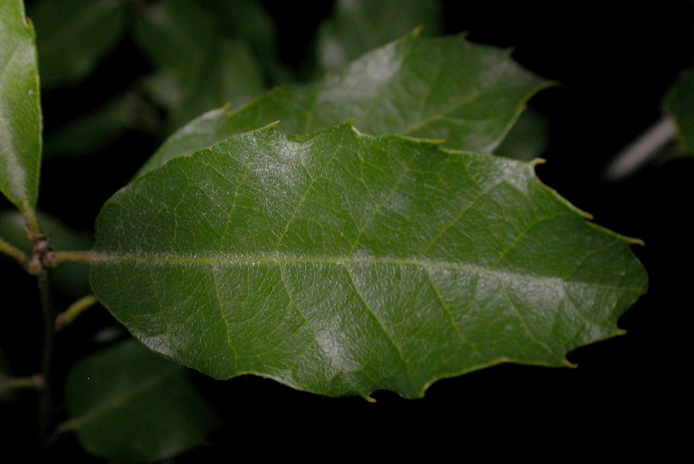 Fagaceae Quercus 